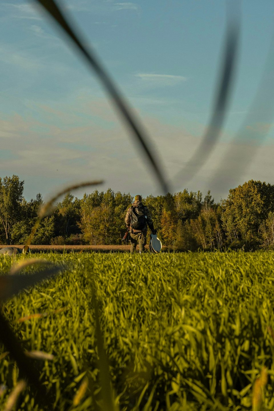 Hunter in camouflage carries a decoy across a grassy field.