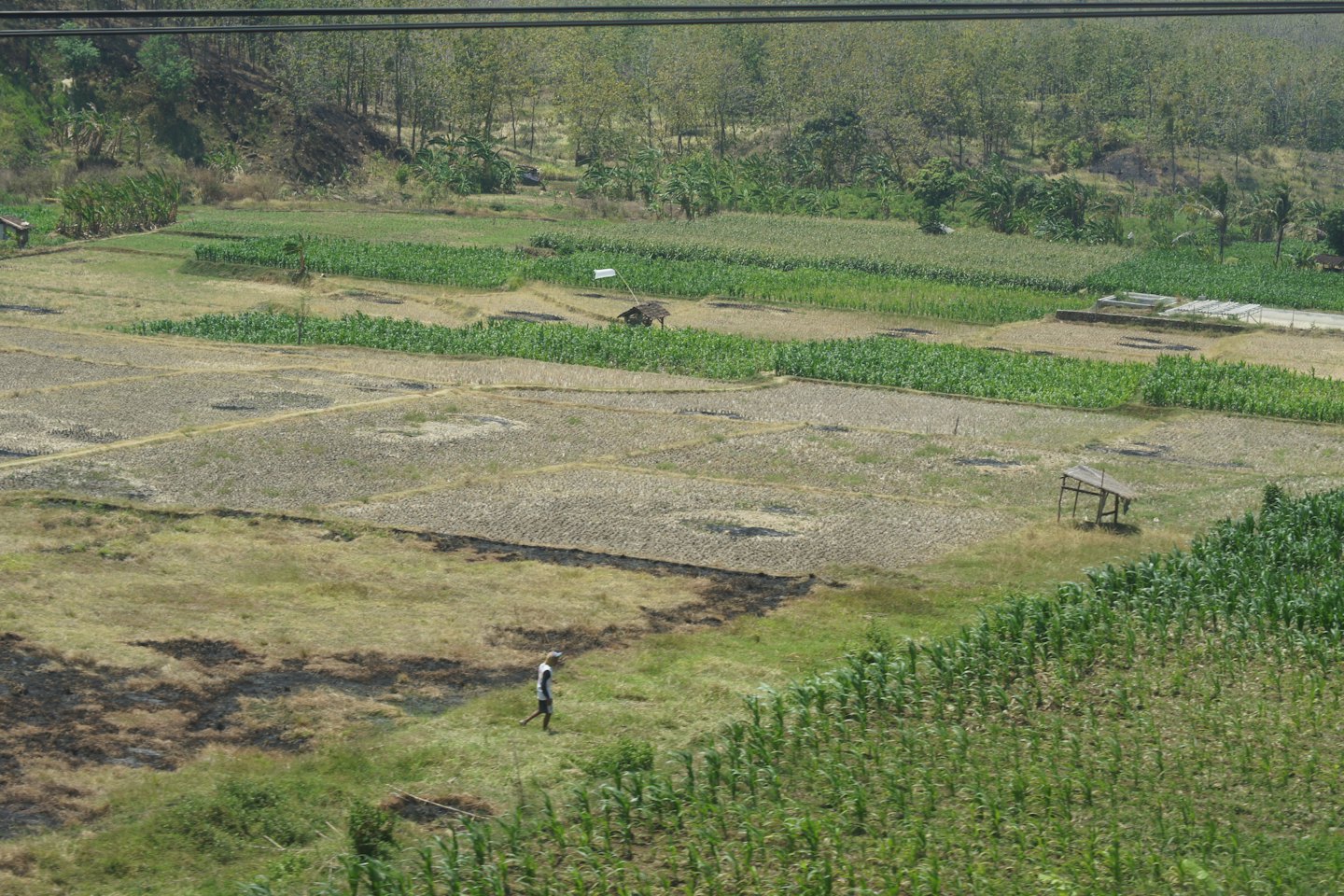 A person walks through rural agricultural fields near small huts.
