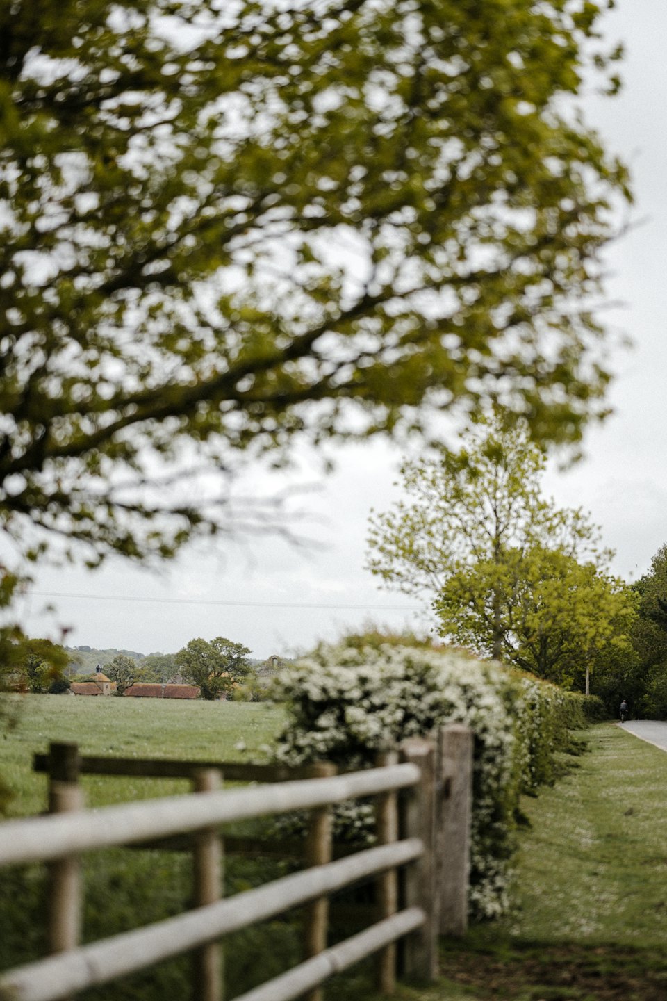 A cyclist rides past a rural fence along a quiet road.