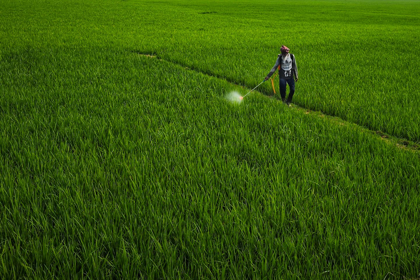 Agricultural worker sprays mist onto crops in a field.