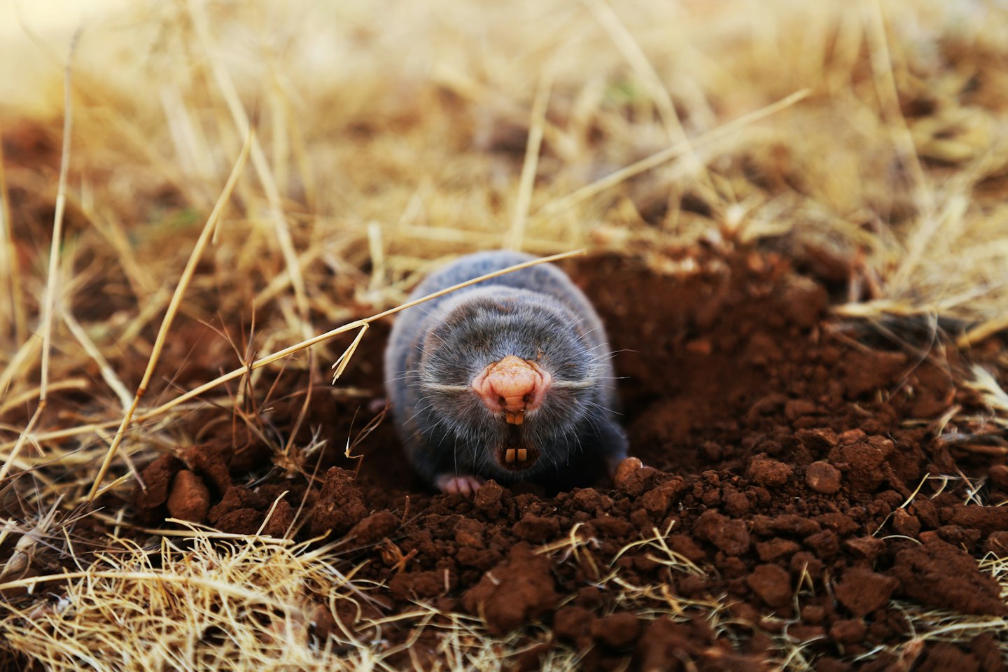A mole pokes its head out of a burrow in dry earth.